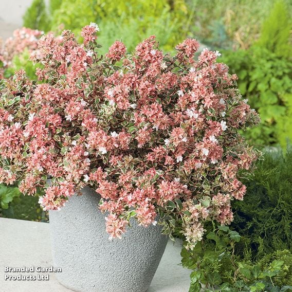 Abelia x grandiflora 'Magic Daydream'