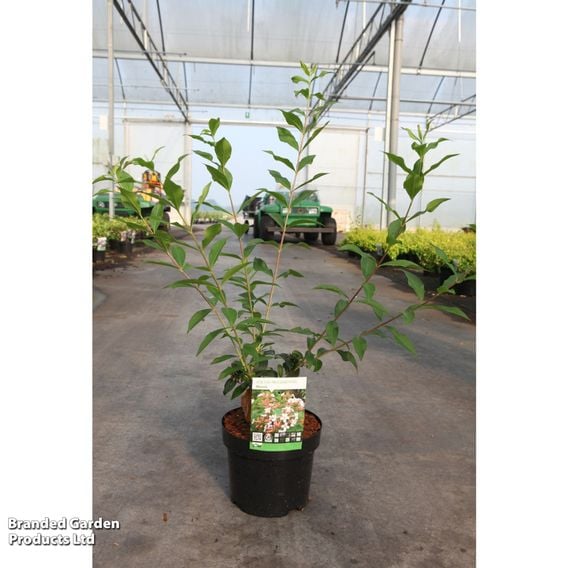 Abelia mosanensis 'Monia'