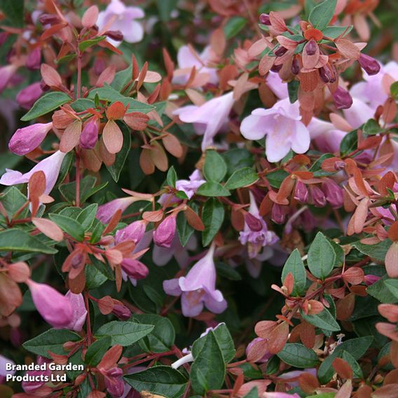 Abelia 'Pink Pong'