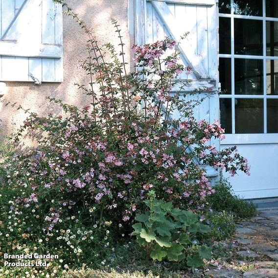 Abelia 'Pink Pong'