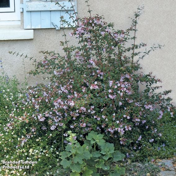 Abelia 'Pink Pong'
