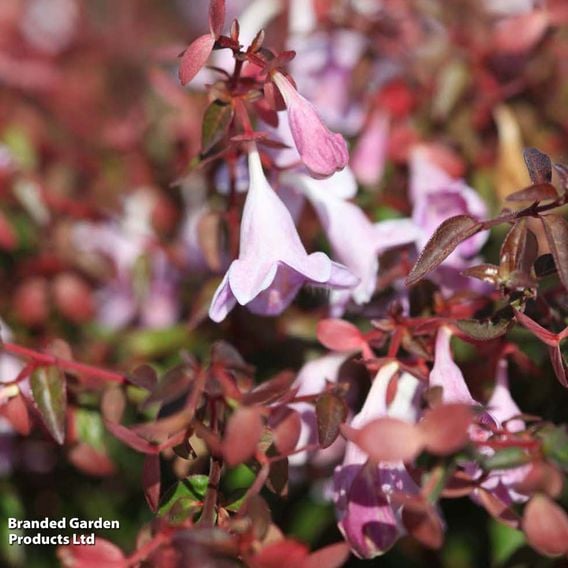 Abelia 'Pinky Bells'