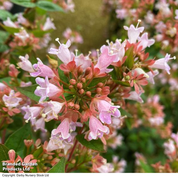 Abelia x grandiflora 'Raspberry Profusion'