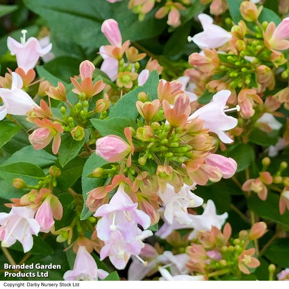 Abelia x grandiflora 'Raspberry Profusion'