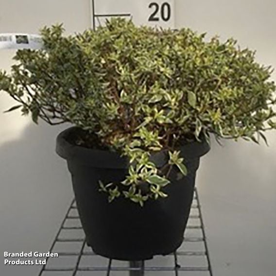 Abelia x grandiflora 'Sparkling Silver'