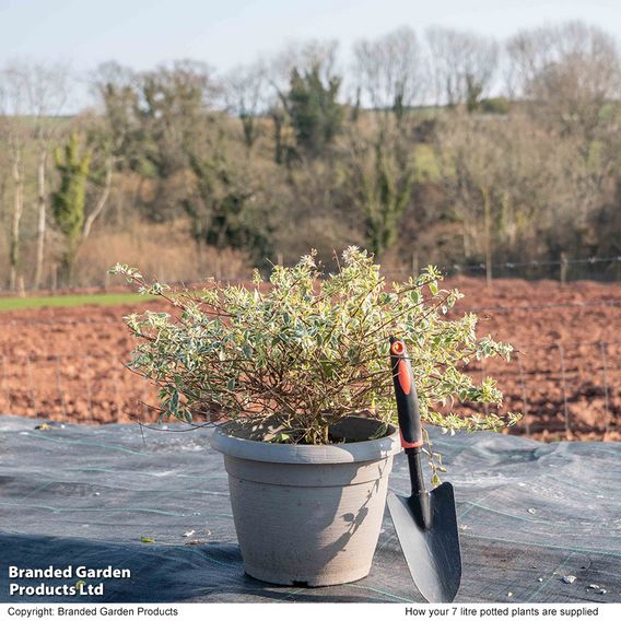 Abelia x grandiflora 'Sparkling Silver'