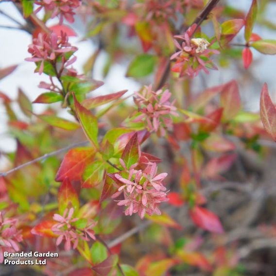 Abelia x grandiflora 'Sparkling Silver'