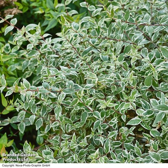 Abelia x grandiflora 'Sparkling Silver'