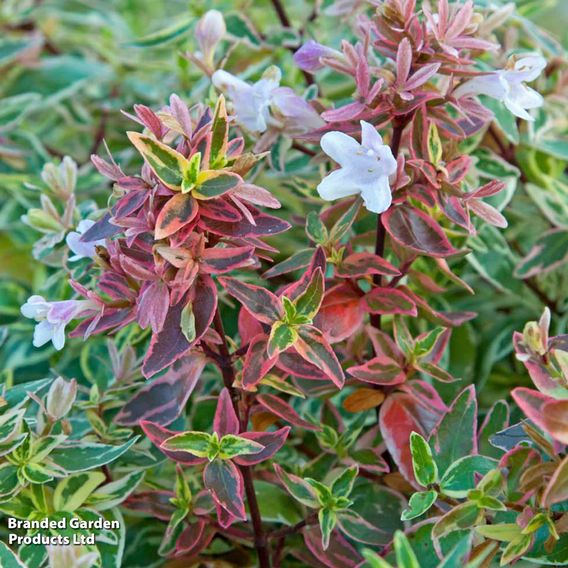 Abelia x grandiflora 'Sparkling Silver'