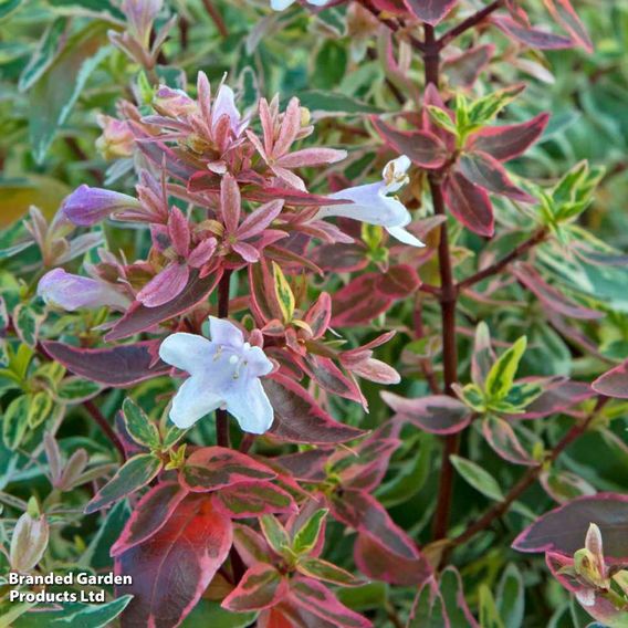 Abelia x grandiflora 'Sparkling Silver'