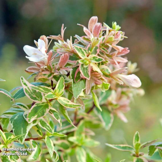Abelia x grandiflora 'Sparkling Silver'