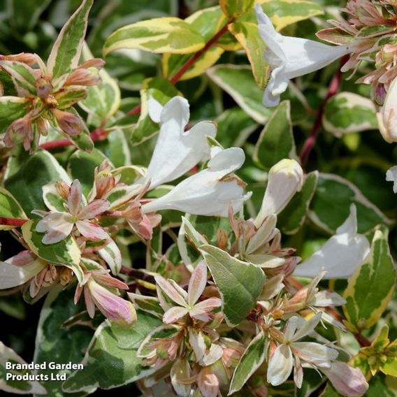 Abelia x grandiflora 'Sparkling Silver'