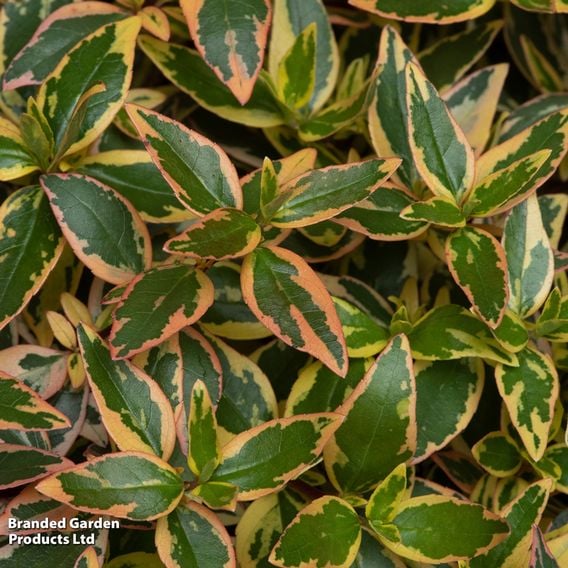 Abelia x grandiflora 'Tricolour Charm'