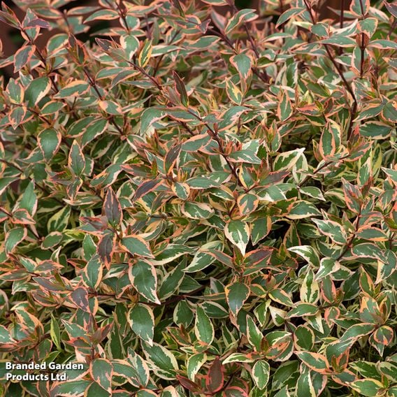 Abelia x grandiflora 'Tricolour Charm'