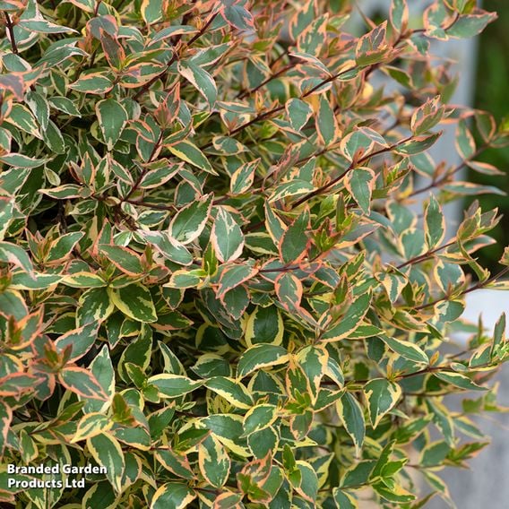 Abelia x grandiflora 'Tricolour Charm'