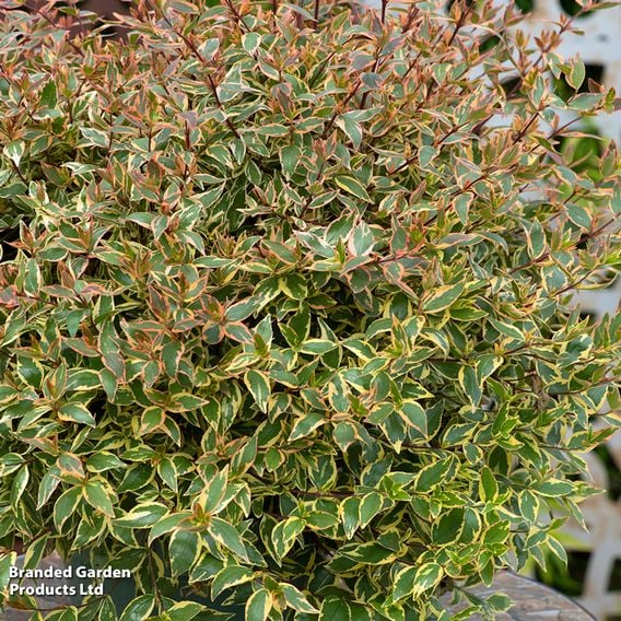 Abelia x grandiflora 'Tricolour Charm'