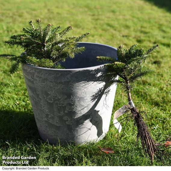 Abies Nordmanniana