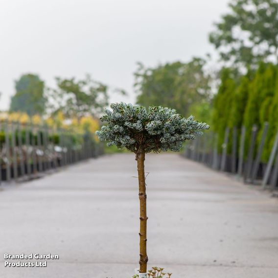 Abies koreana 'Kohouts Icebreaker'