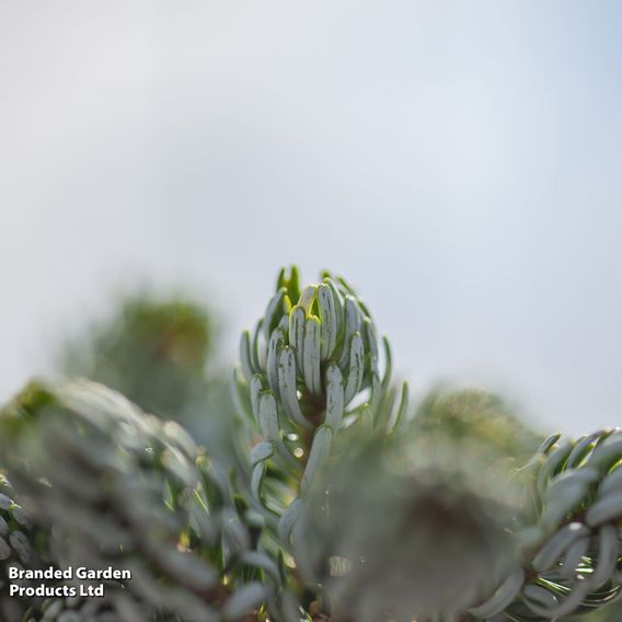 Abies koreana 'Kohouts Icebreaker'