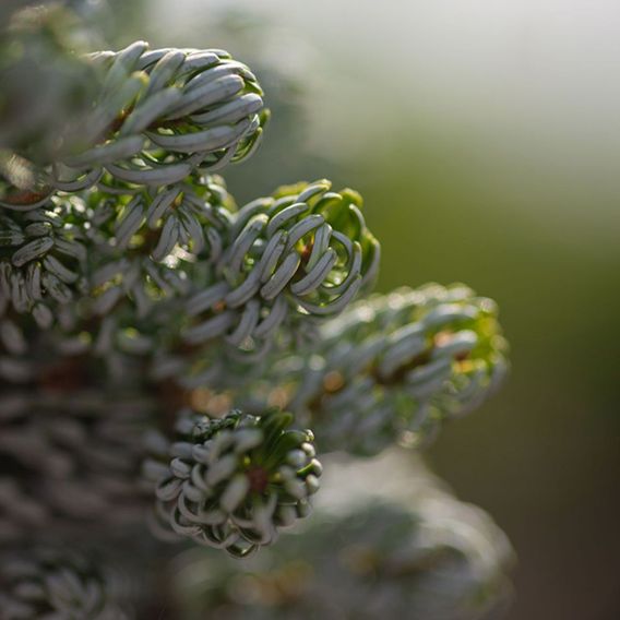 Abies koreana 'Kohouts Icebreaker'