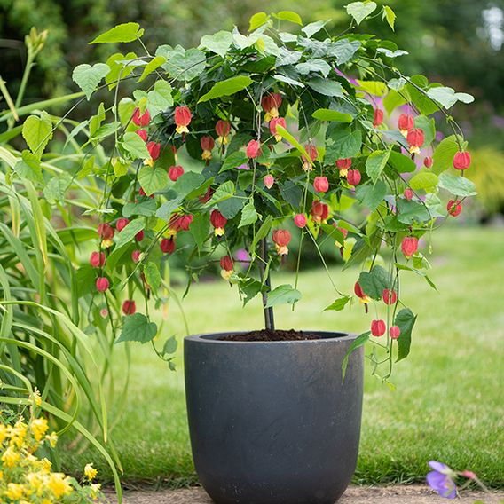 Abutilon megapotamicum