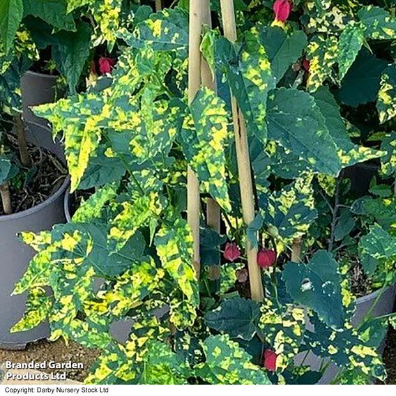 Abutilon megapotamicum 'Variegatum'