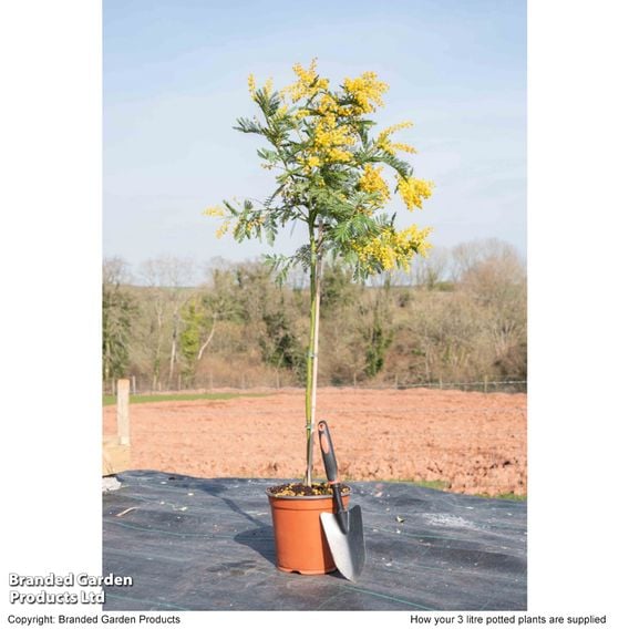 Acacia dealbata