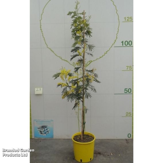 Acacia dealbata