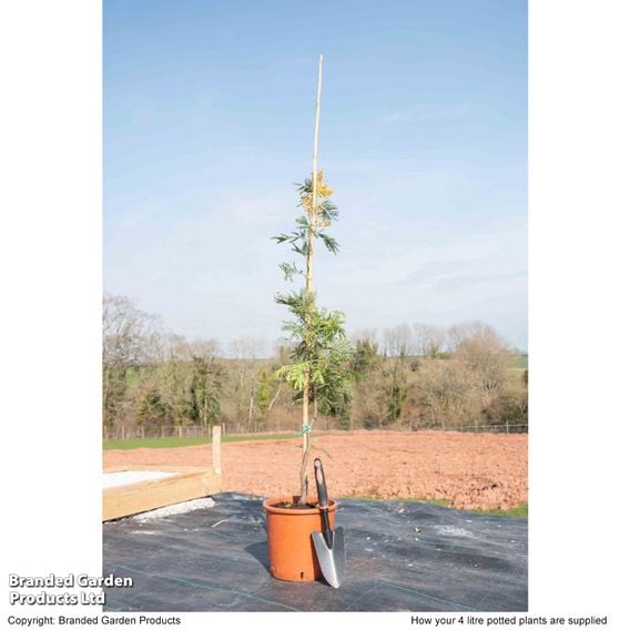 Acacia dealbata