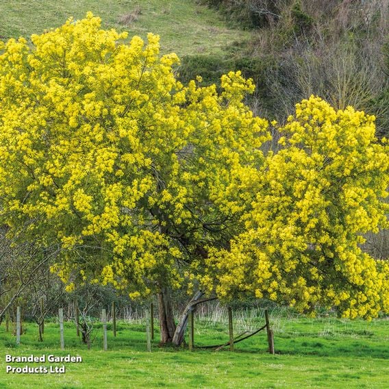 Acacia dealbata
