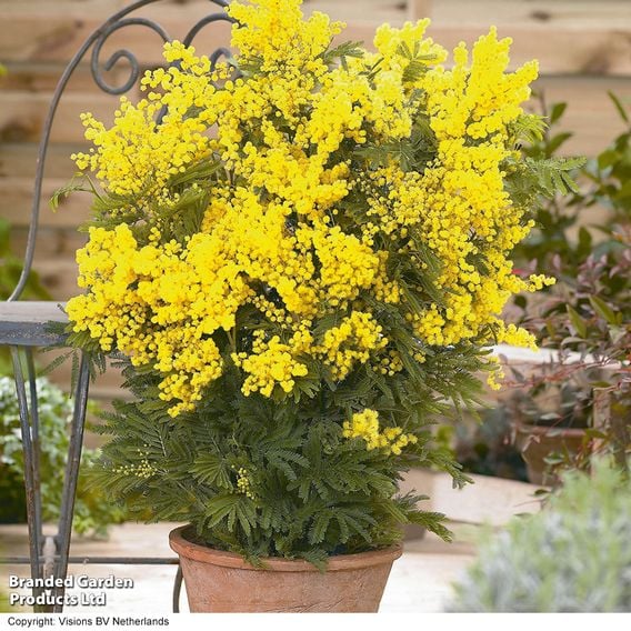 Acacia dealbata