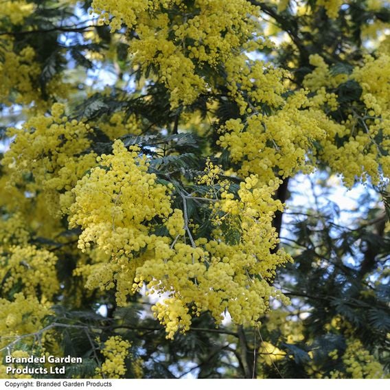 Acacia dealbata