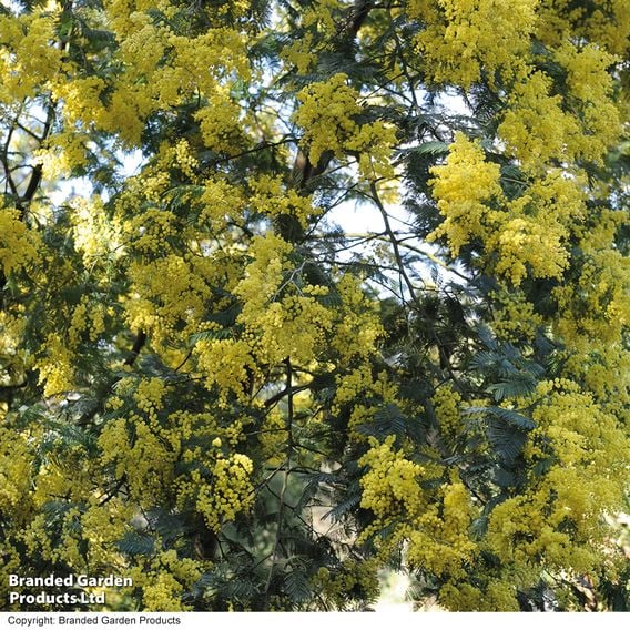 Acacia dealbata