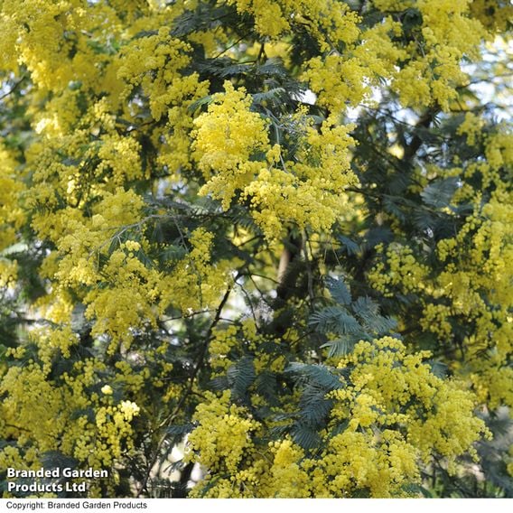Acacia dealbata