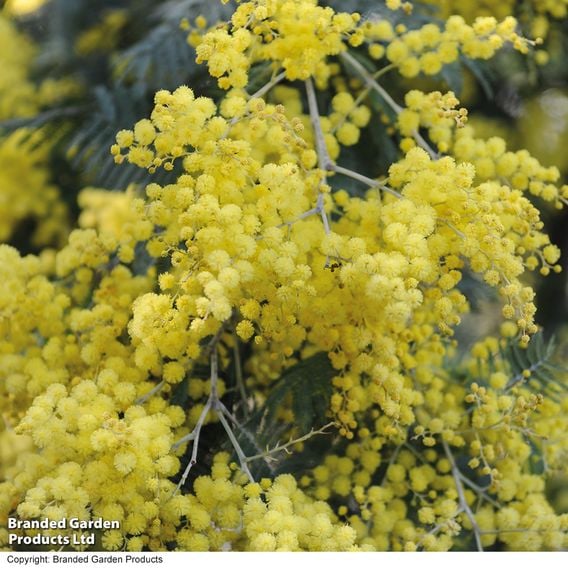 Acacia dealbata