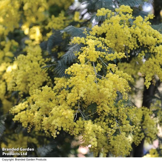 Acacia dealbata