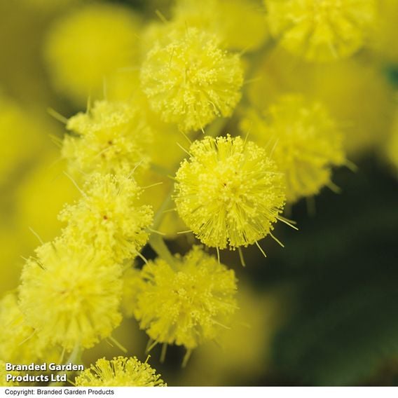 Acacia dealbata