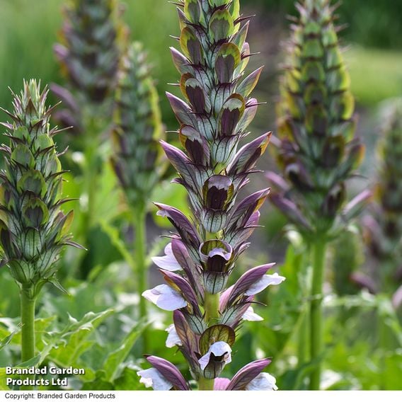 Acanthus mollis