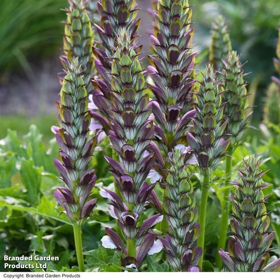 Acanthus mollis