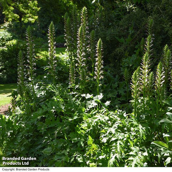 Acanthus mollis