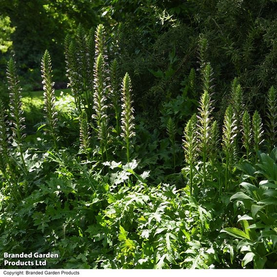 Acanthus mollis