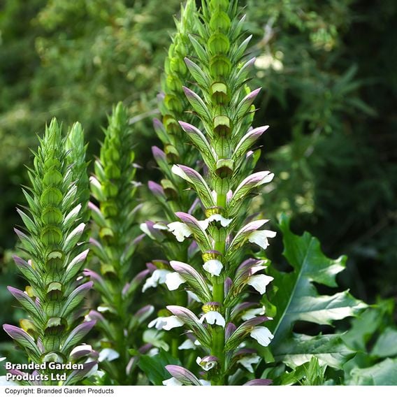 Acanthus mollis