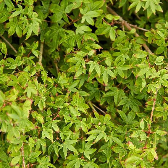 Acer palmatum 'Little Princess'