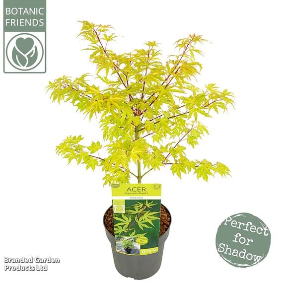 Acer palmatum 'Anne Irene®'