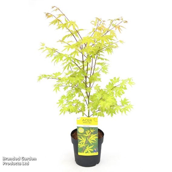 Acer palmatum 'Anne Irene®'