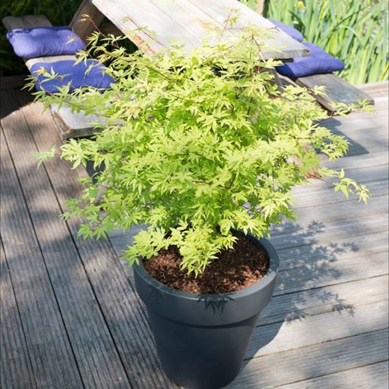 Acer palmatum 'Anne Irene®'