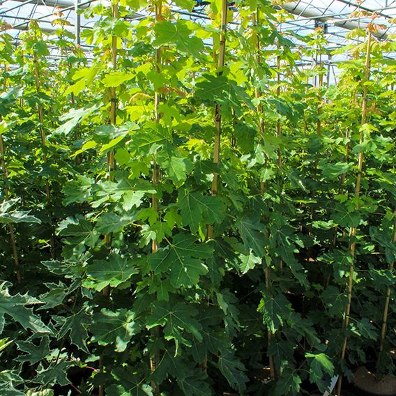 Acer freemanii 'Autumn Blaze®'