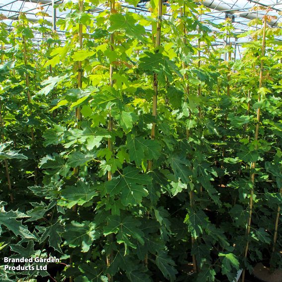 Acer freemanii 'Autumn Blaze®'