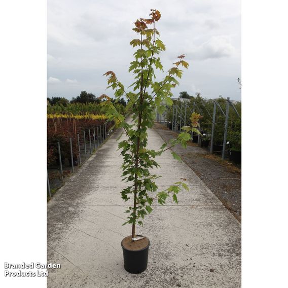 Acer freemanii 'Autumn Blaze®'