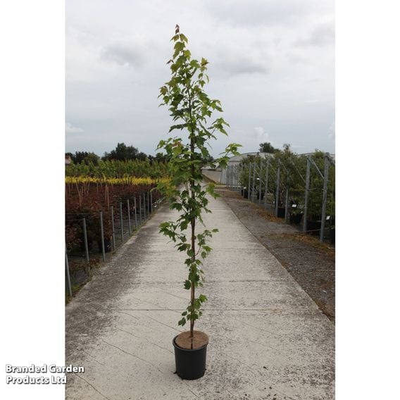 Acer rubrum 'Brandywine'